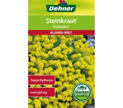 Dehner Samen Steinkraut 'Kompakta'