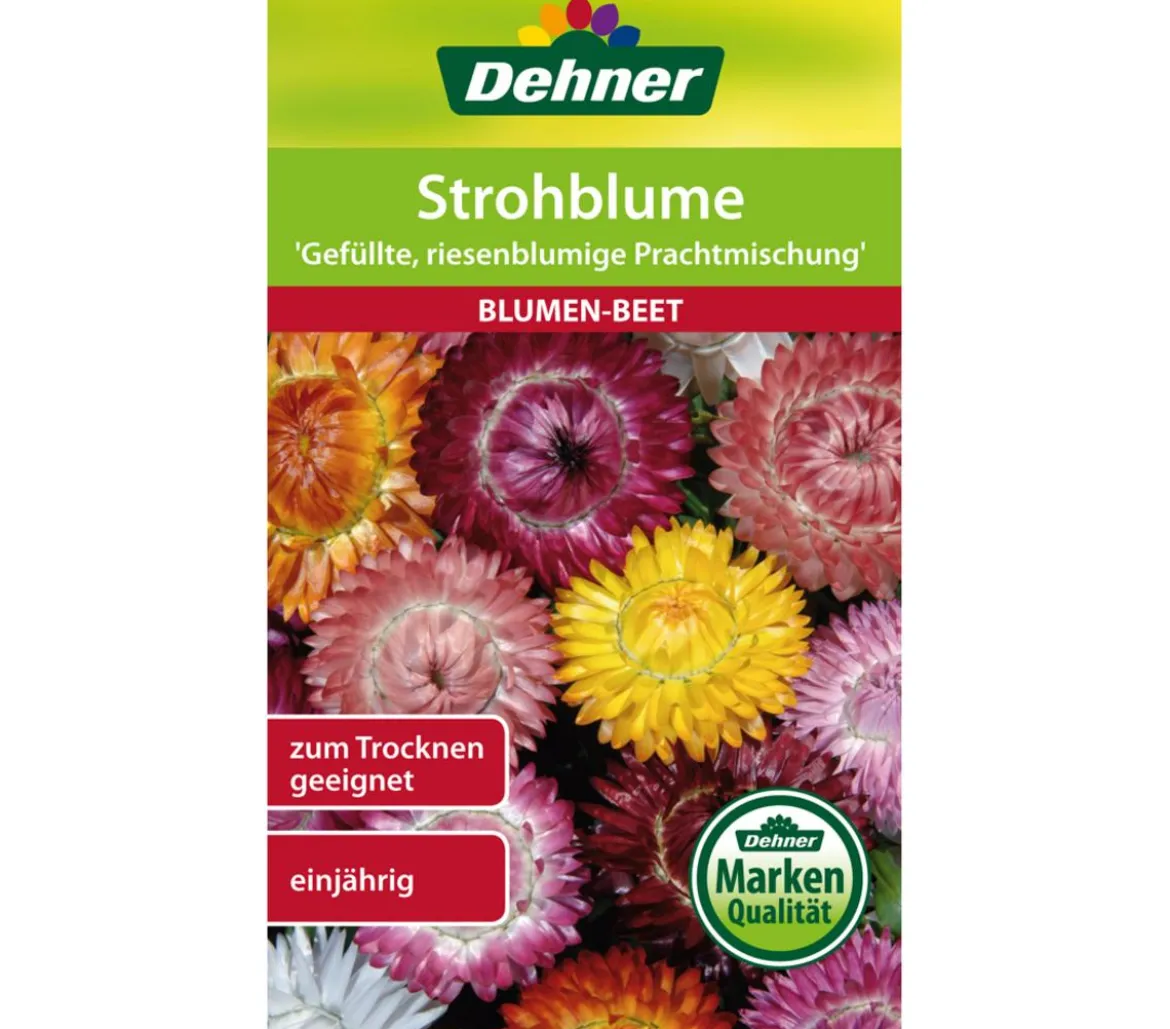Dehner Samen Strohblume 'Gefüllte, riesenblumige Prachtmischung'