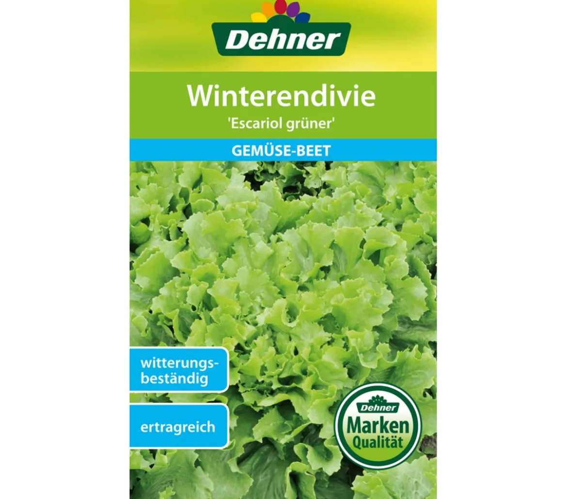 Dehner Samen Winterendivie 'Escariol grüner'