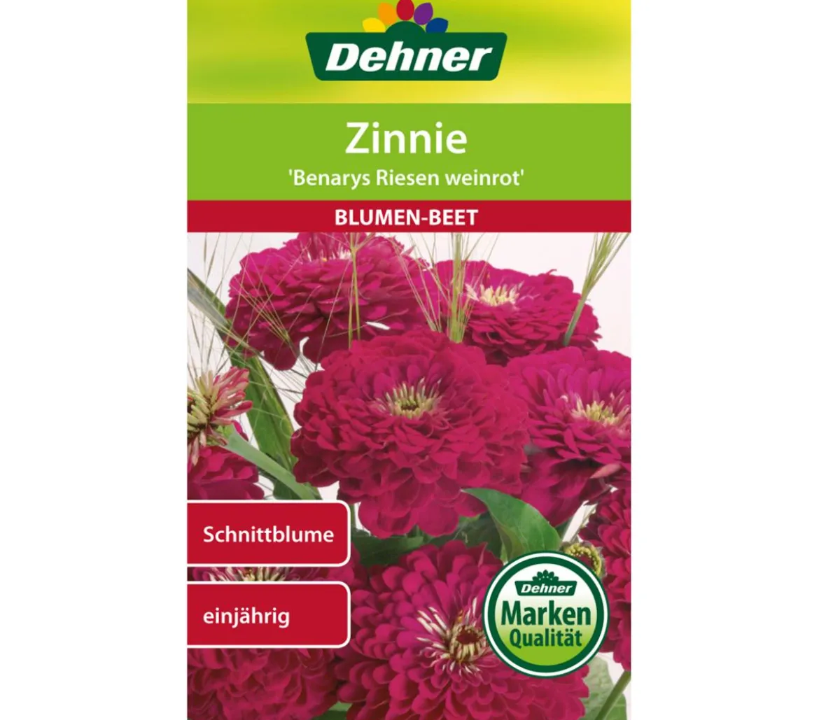 Dehner Samen Zinnie 'Benarys Riesen weinrot'