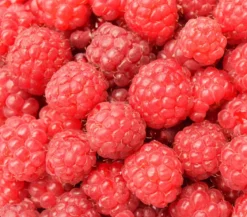 Dehners Balkonhimbeere 'Balkonia'