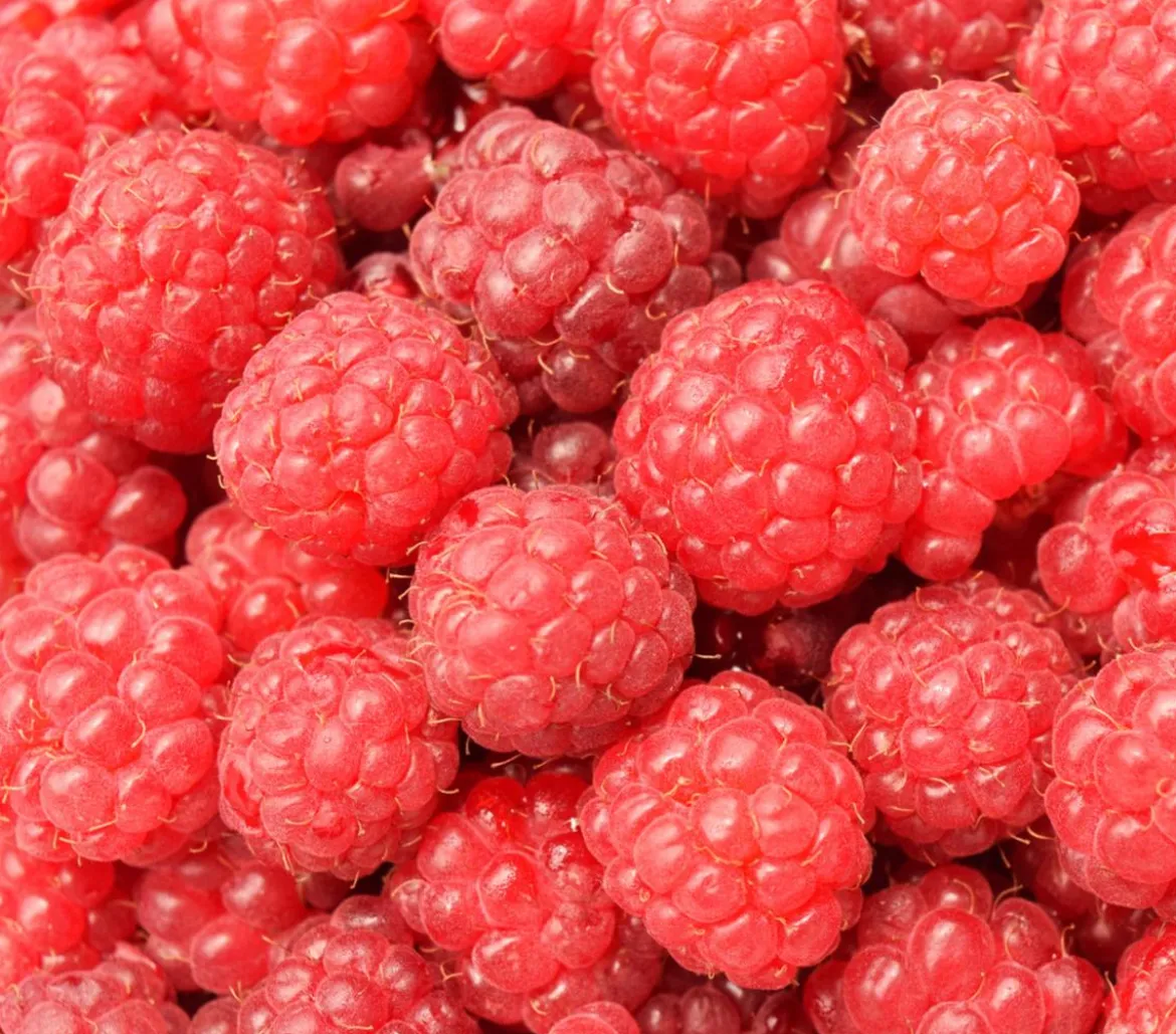 Dehners Balkonhimbeere 'Balkonia'