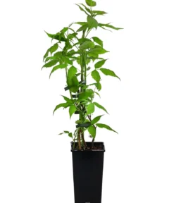 Dehners Balkonhimbeere 'Balkonia'