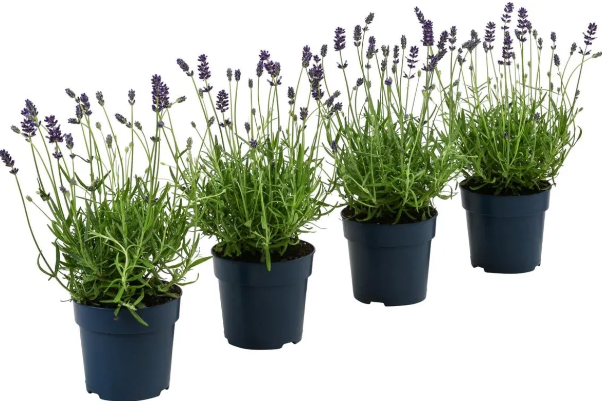 Dehners Bienen-Lavendel, 4er-Set