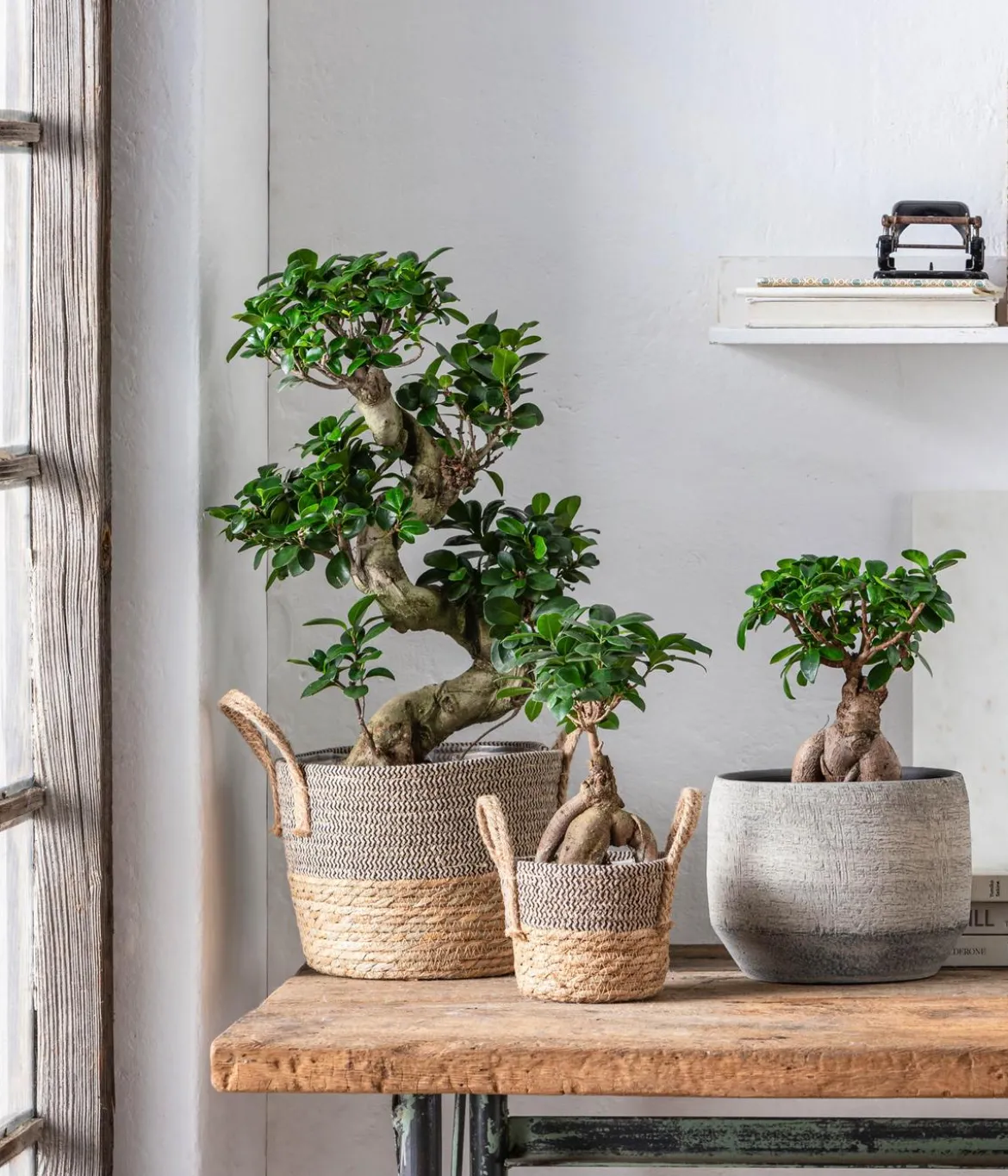 Dehner Seegras-Korb Lilja, konisch
