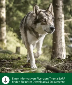 Dehner Wild Nature BARF-Ergänzungsfutter für Hunde Barf Mineral