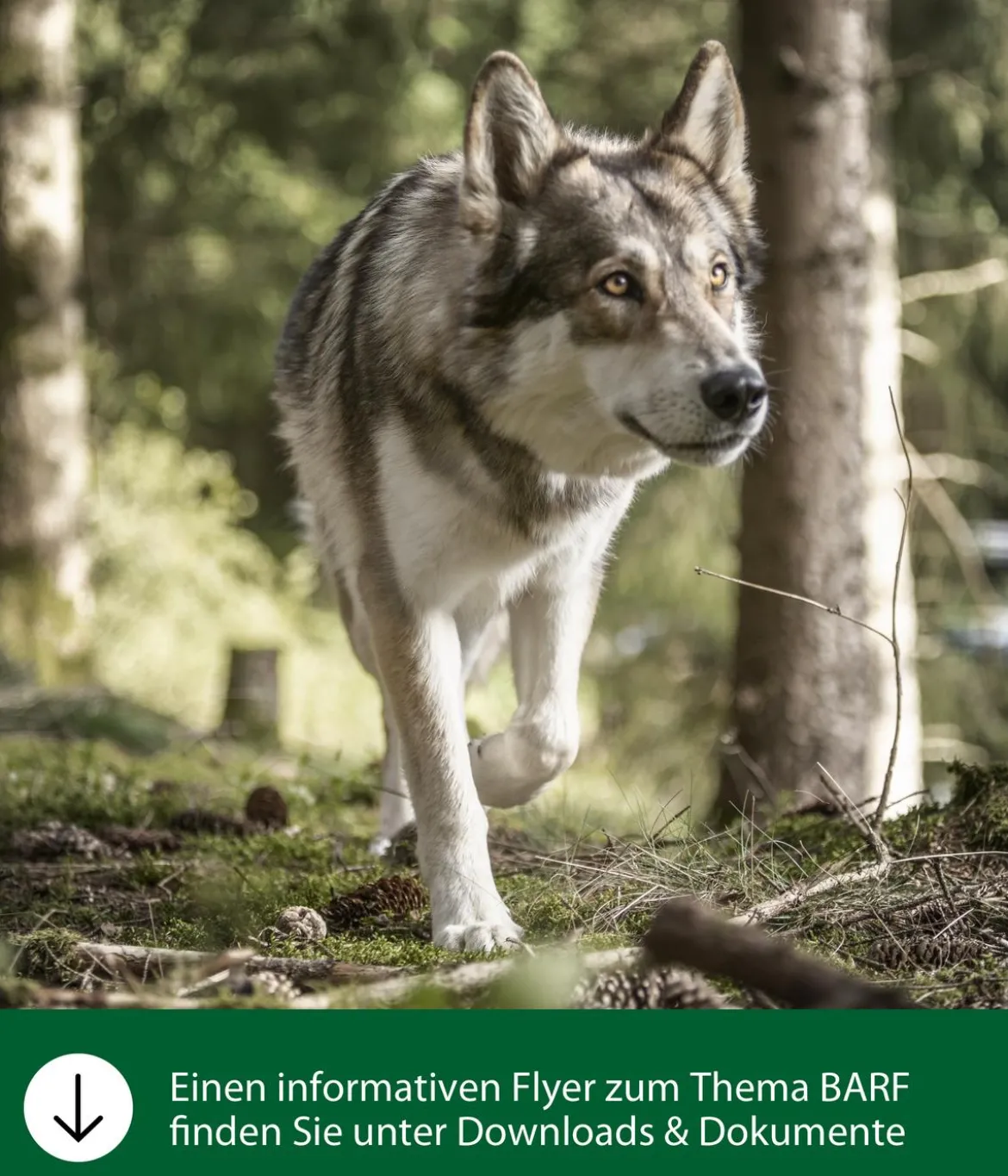 Dehner Wild Nature BARF-Ergänzungsfutter für Hunde Barf Sensitiv