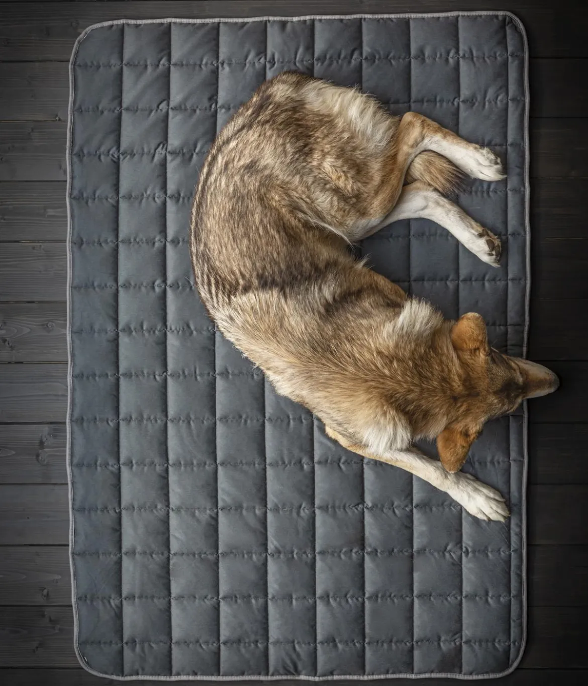 Dehner Wild Nature Hundedecke Blanket, rechteckig