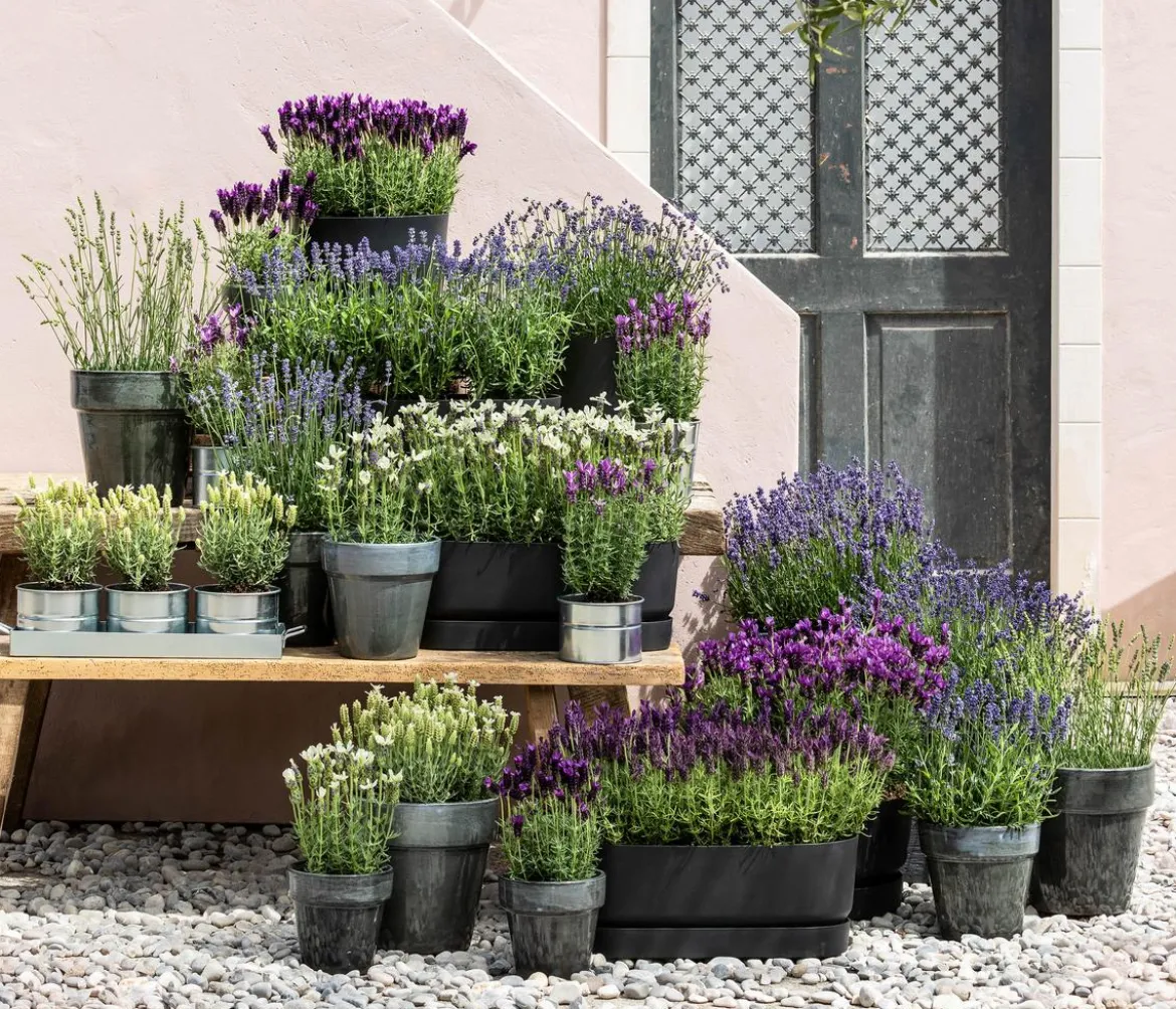 Dehner Zink Kräutertöpfchen mit Untersetzer