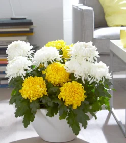 Deko-Chrysantheme