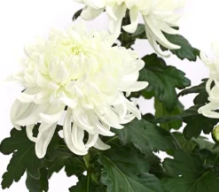 Deko-Chrysantheme