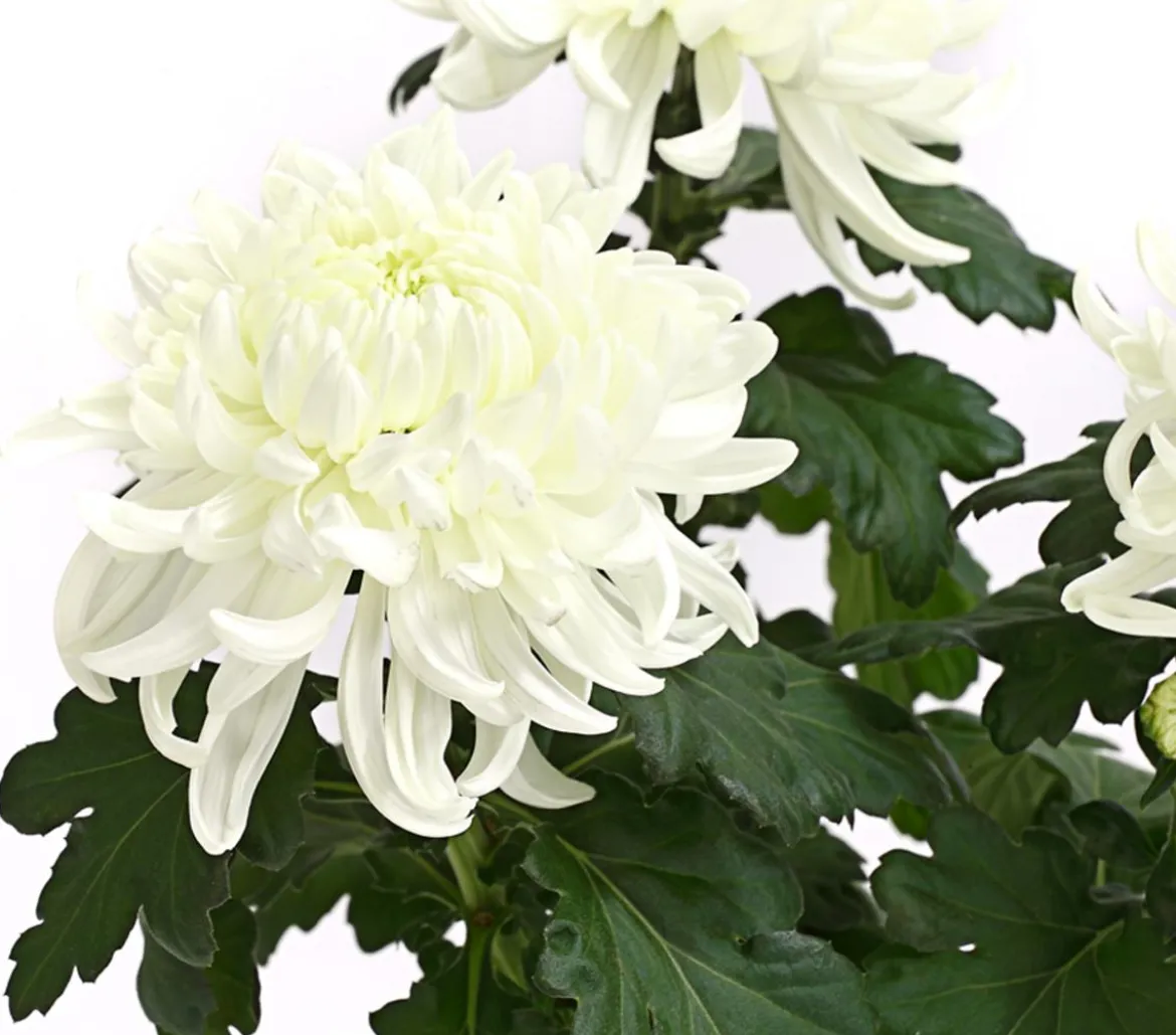 Deko-Chrysantheme