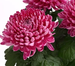 Deko-Chrysantheme