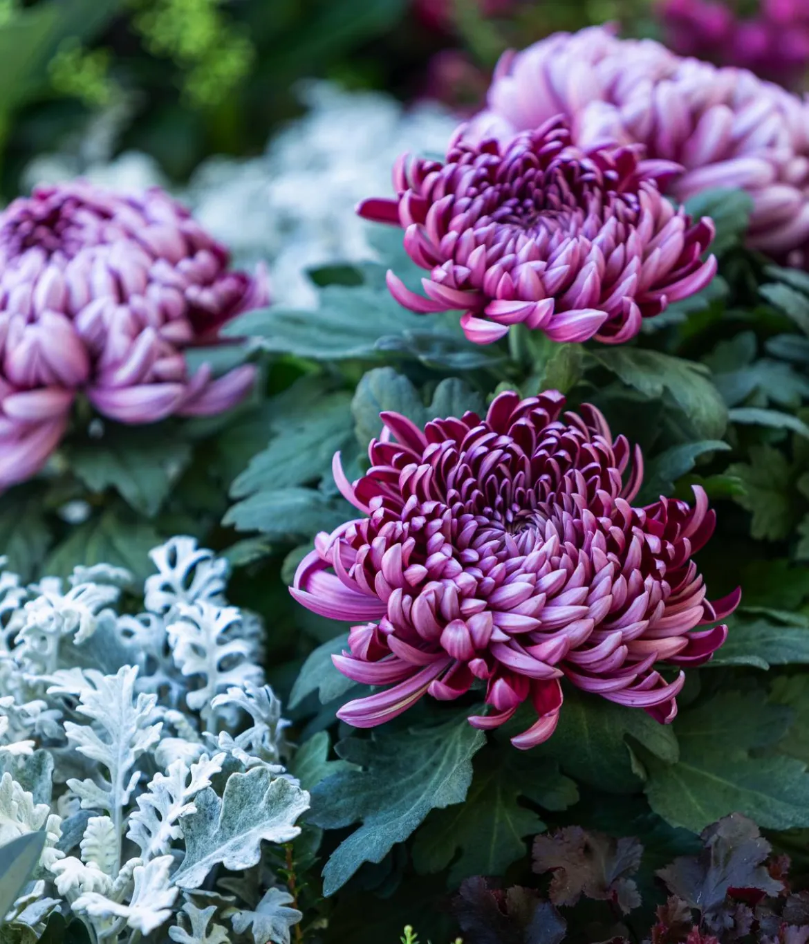 Deko-Chrysantheme, Schale, verschiedene Farben