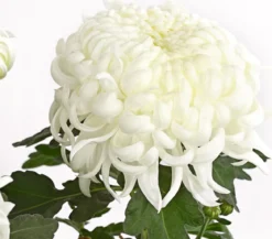 Deko-Chrysantheme, Schale, verschiedene Farben