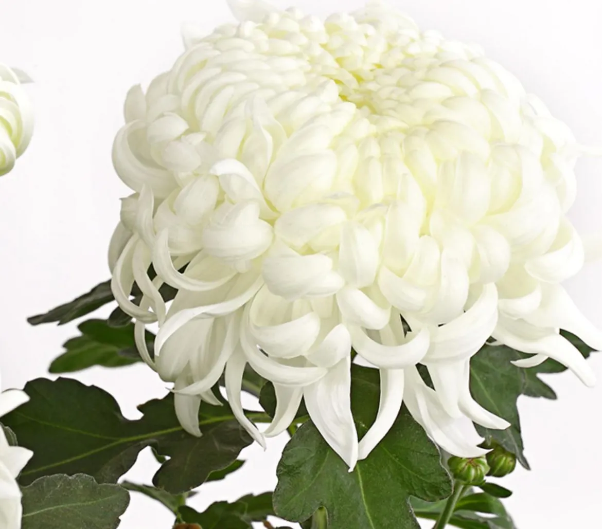 Deko-Chrysantheme, Schale, verschiedene Farben