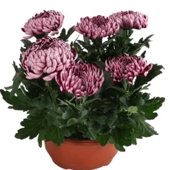 Deko-Chrysantheme, Schale, verschiedene Farben