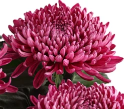 Deko-Chrysantheme, Schale, verschiedene Farben
