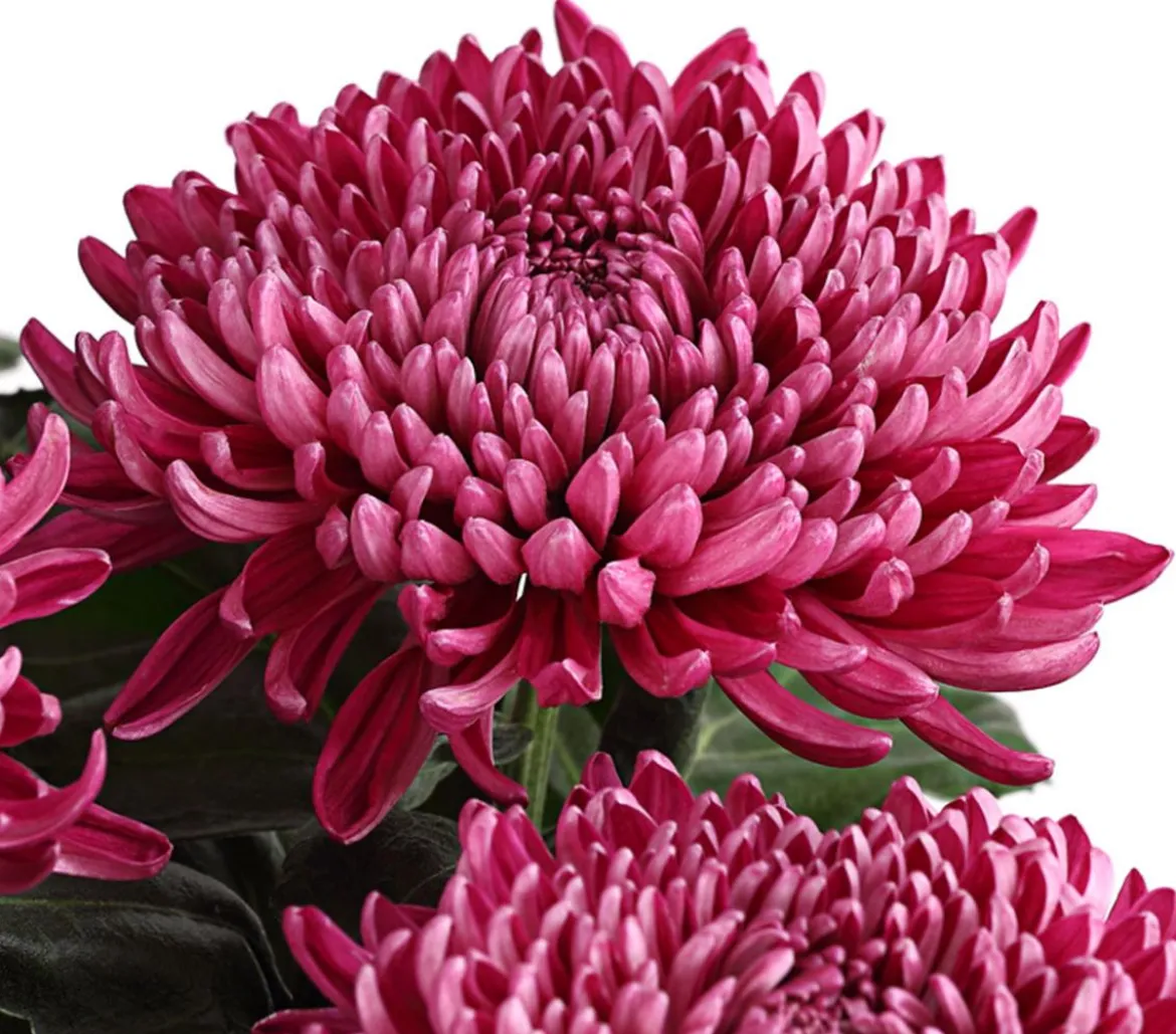 Deko-Chrysantheme, Schale, verschiedene Farben