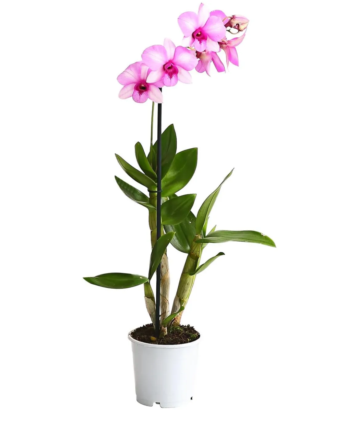 Dendrobium - Dendrobium cultivaris, verschiedene Sorten