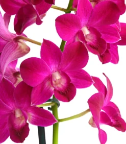 Dendrobium - Dendrobium cultivaris, verschiedene Sorten