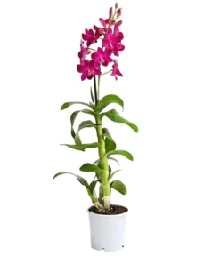 Dendrobium - Dendrobium cultivaris, verschiedene Sorten