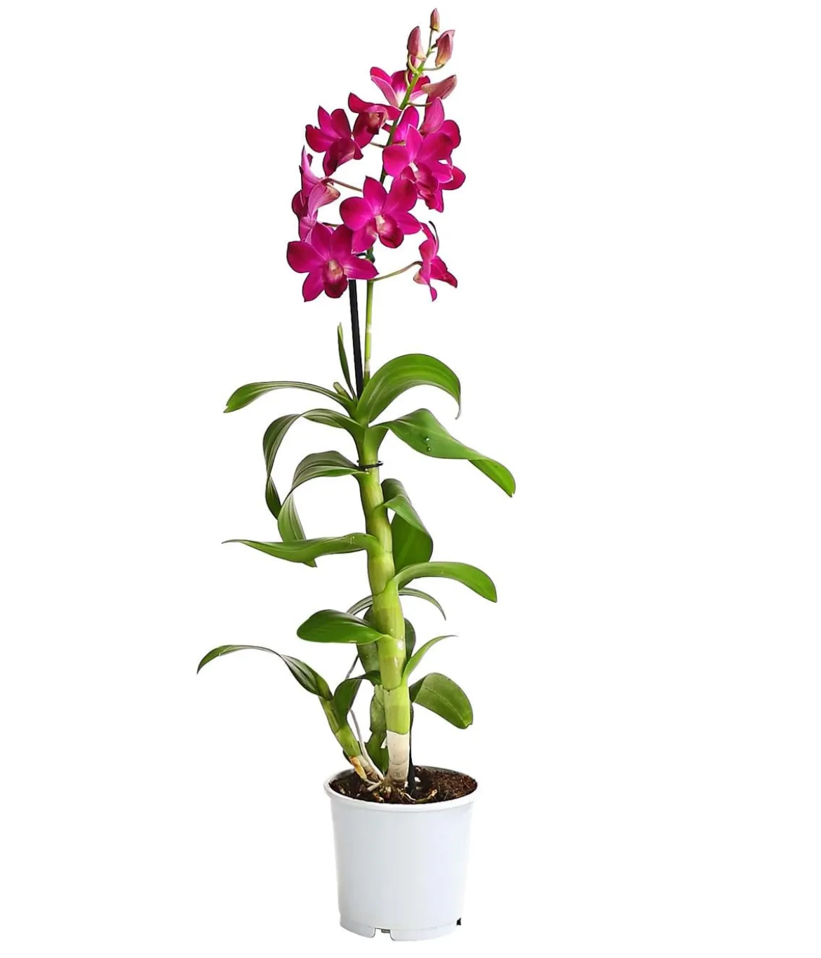 Dendrobium - Dendrobium cultivaris, verschiedene Sorten