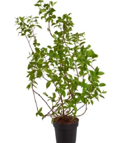 Deutzie 'Tourbillon Rouge'