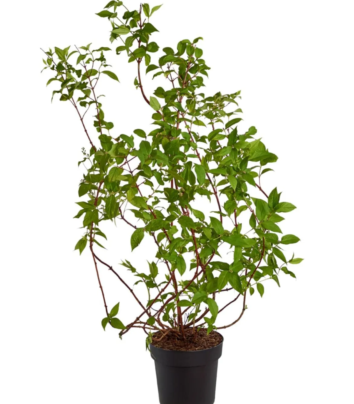 Deutzie 'Tourbillon Rouge'