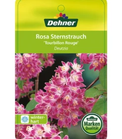 Deutzie 'Tourbillon Rouge'