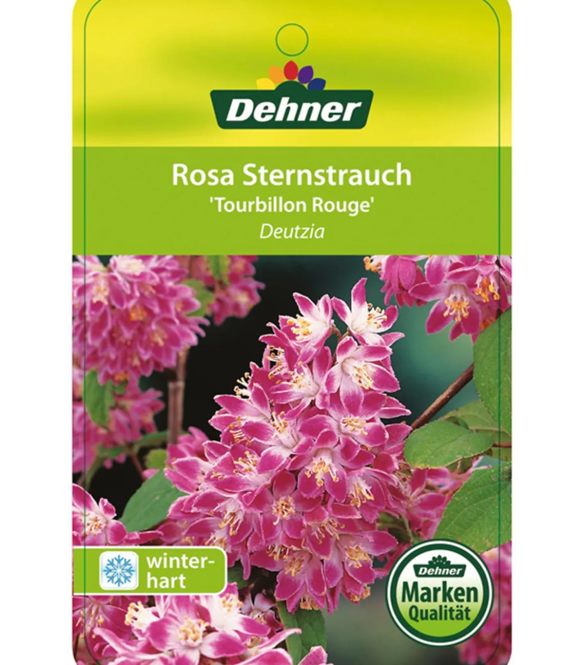 Deutzie 'Tourbillon Rouge'