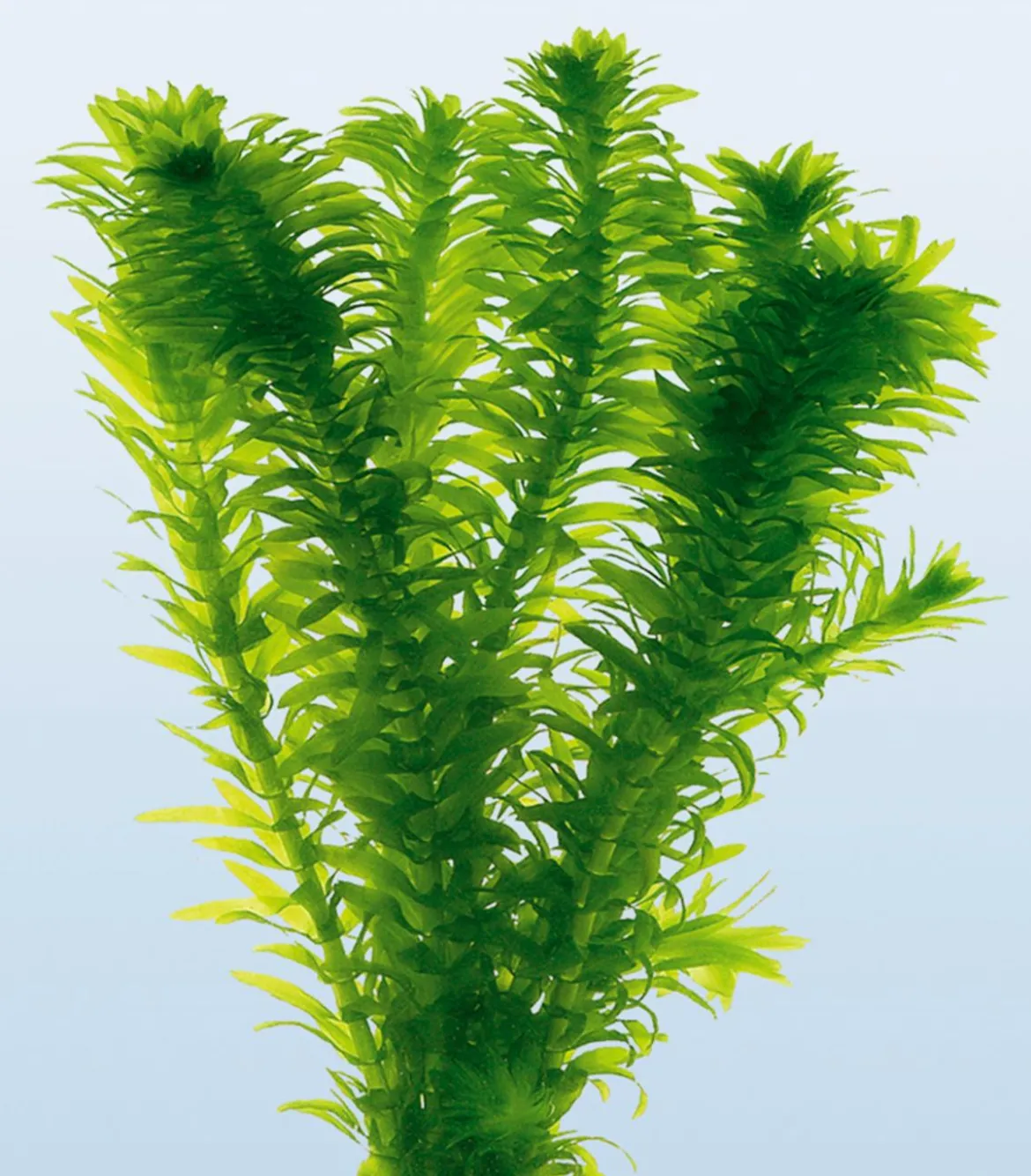 Dichtblättrige Wasserpest