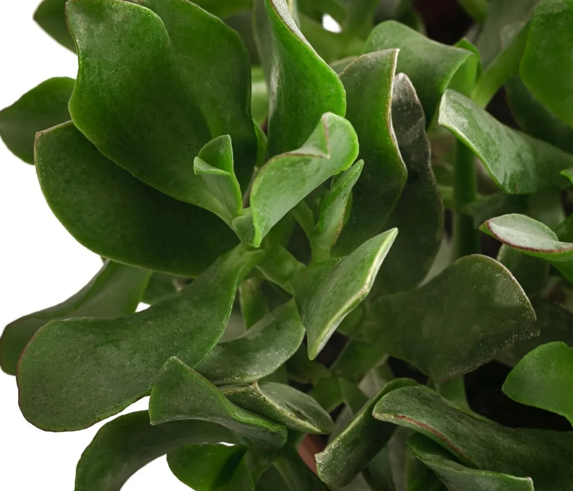 Dickblatt - Crassula cultivars, verschiedene Sorten