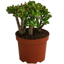 Dickblatt - Crassula cultivars, verschiedene Sorten