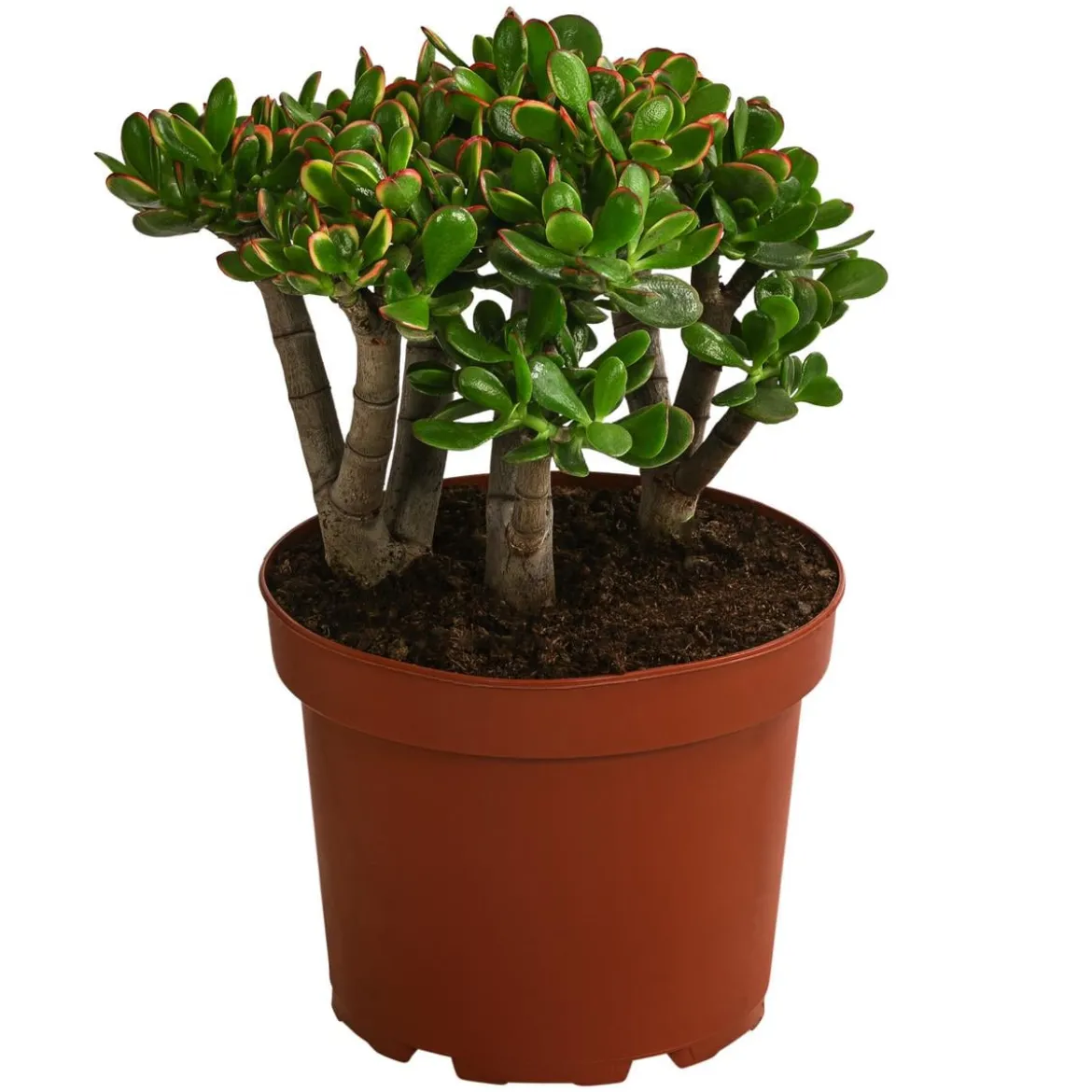 Dickblatt - Crassula cultivars, verschiedene Sorten
