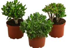 Dickblatt - Crassula cultivars, verschiedene Sorten