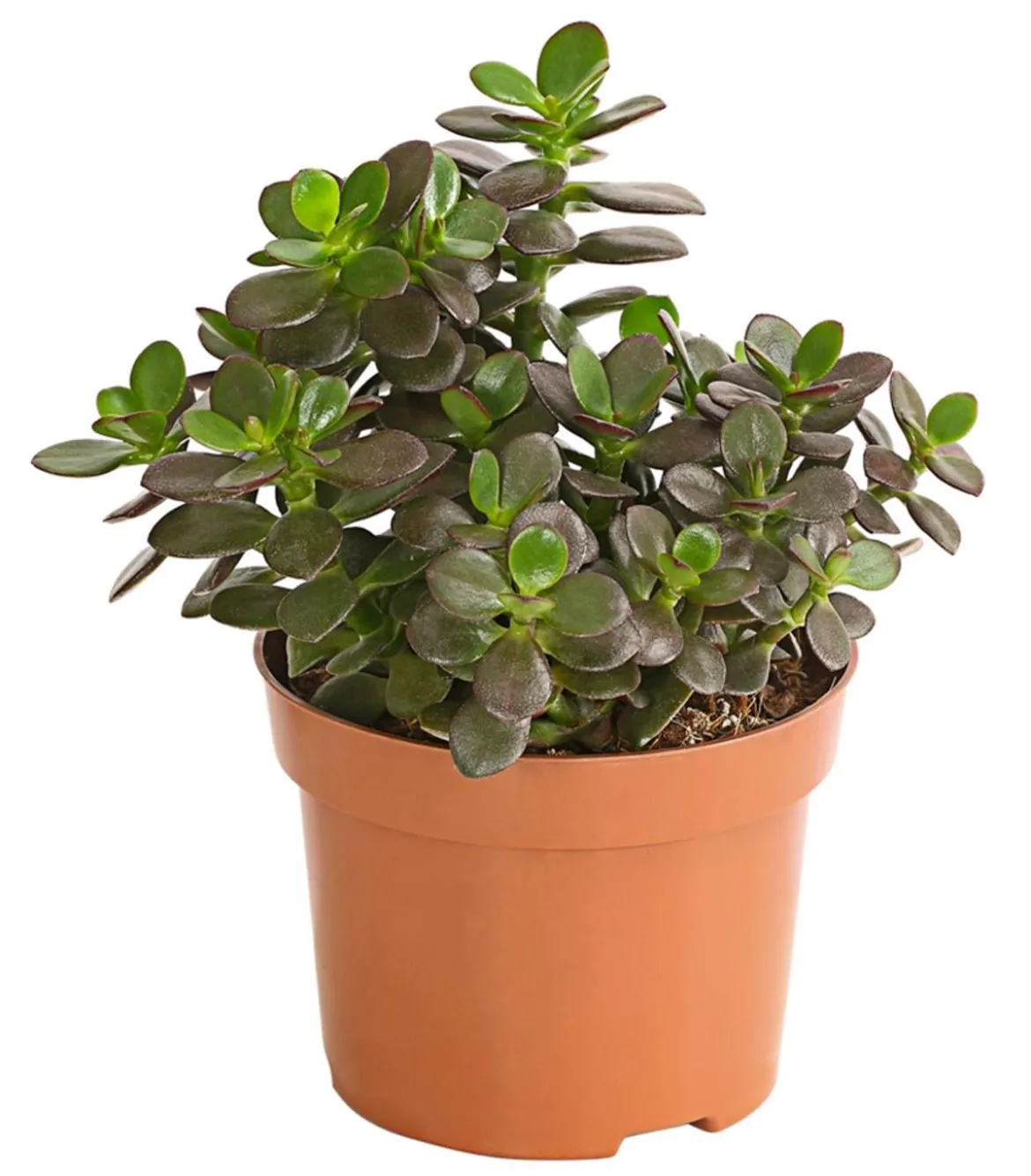 Dickblatt - Crassula ovata minor