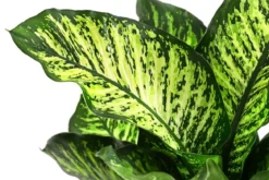 Dieffenbachie - Dieffenbachia seguine 'Maroba'