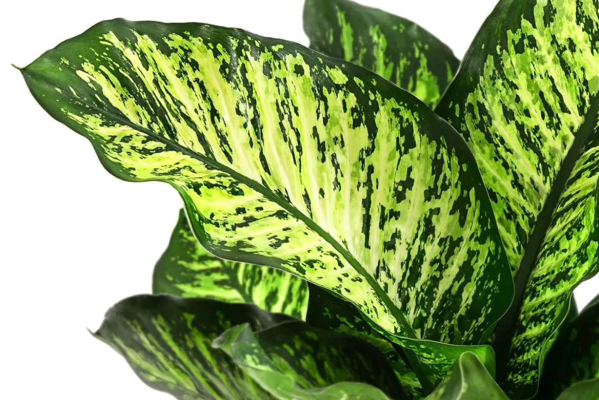 Dieffenbachie - Dieffenbachia seguine 'Maroba'