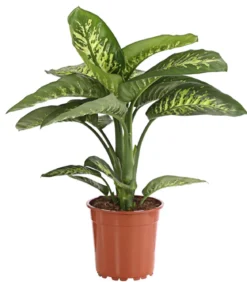 Dieffenbachie - Dieffenbachia amoena 'Reeva'