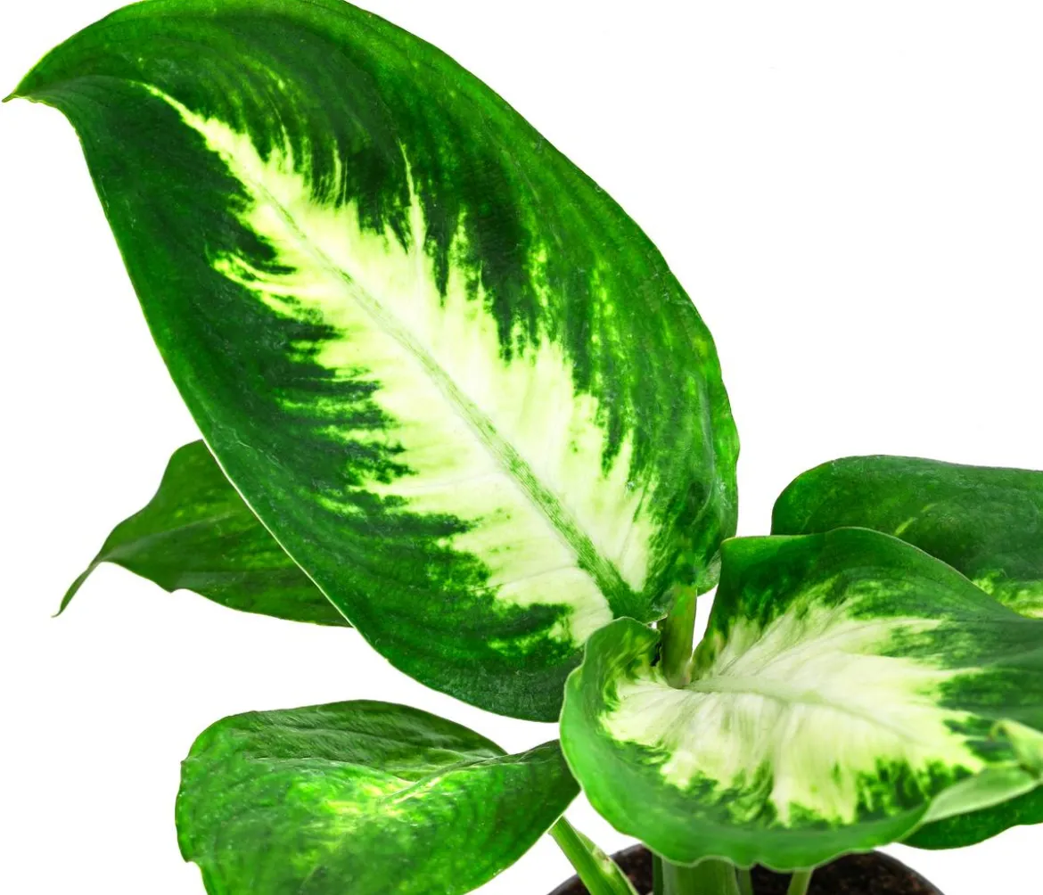 Dieffenbachie - Dieffenbachia