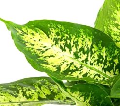 Dieffenbachie - Dieffenbachia seguine compacta