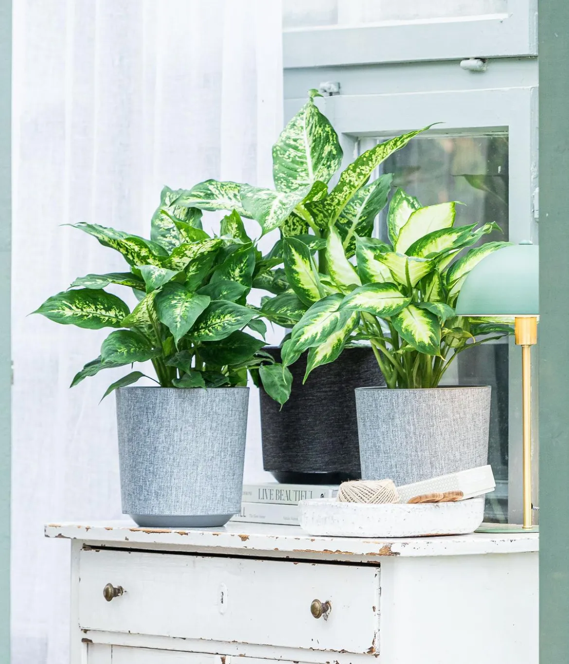 Dieffenbachie - Dieffenbachia seguine compacta