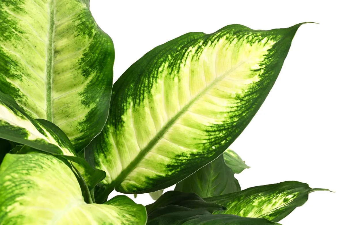 Dieffenbachie - Dieffenbachia maculata 'Camilla'