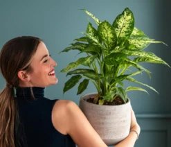 Dieffenbachie - Dieffenbachia 'Mars'