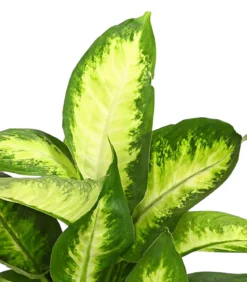 Dieffenbachie - Dieffenbachia maculata, verschiedene Sorten