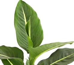 Dieffenbachie - Dieffenbachia maculata, verschiedene Sorten