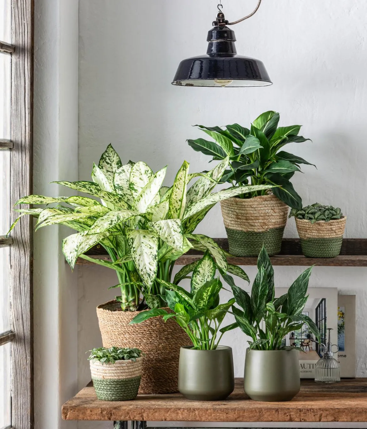 Dieffenbachie - Dieffenbachia seguine 'Reflector'