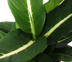 Dieffenbachien-Set - Dieffenbachia, 3-teilig