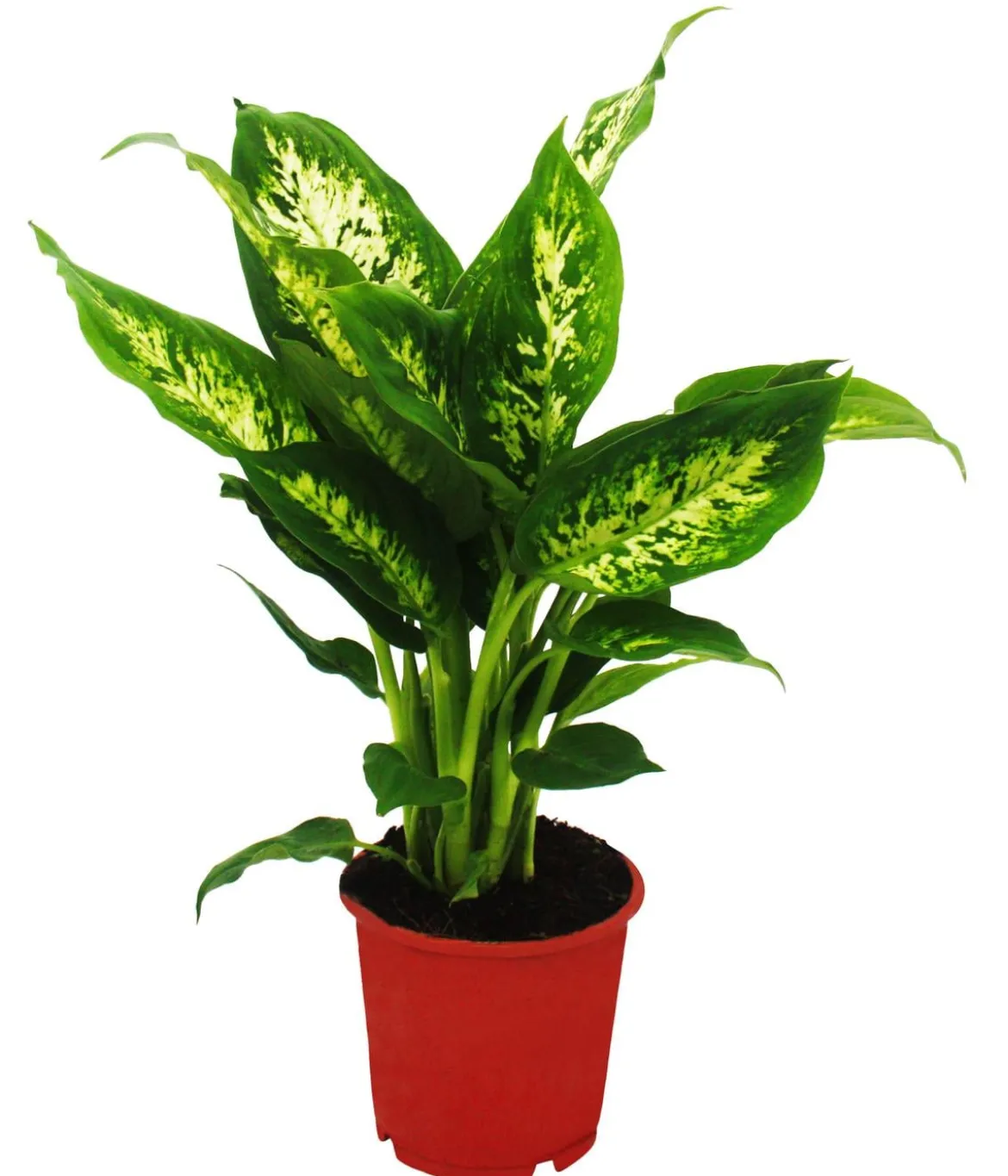 Dieffenbachien-Set - Dieffenbachia, 3-teilig